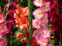 Γλαδίολος ο Υβρίδιος (Gladiolus Hybridus)