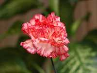 Δίανθος ο Καρυόφυλλος (Dianthus Caryophyllus)