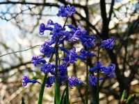 Υάκινθος ο Ανατολικός (Hyacinthus Orientalis), Ωρίωνας Μ 