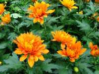Χρυσάνθεμο το Κηπαίον (Chrysanthemum Hortorum)