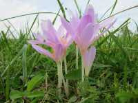 Κολχικό το Φθινοπωρινό (Colchicum Autumnale)