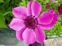 Ανεμώνη η Στεφανωματική (Anemone Coronaria)