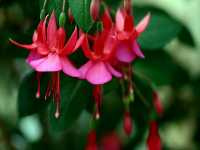 Φούξια η Υβρίδια (Fuchsia Hybrida)