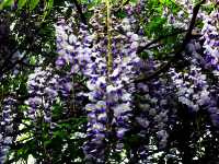 Ουιστέρια η Σινική (Wisteria Sinensis), Ωρίωνας Μ 