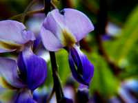 Ουιστέρια η Σινική (Wisteria Sinensis), Ωρίωνας Μ 