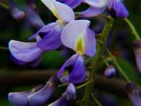 Ουιστέρια η Σινική (Wisteria Sinensis), Ωρίωνας Μ 