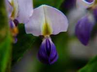 Ουιστέρια η Σινική (Wisteria Sinensis), Ωρίωνας Μ