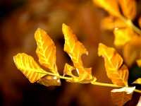 Κίτρινα Φύλλα