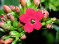 Καλαγχόη η Βλοσφελδιάνειος (Kalanchoe Blossfeldiana), ALgirdas