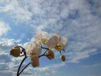 Φαλαίνοψις η Αφροδίτειος (Phalaenopsis Aphrodite)