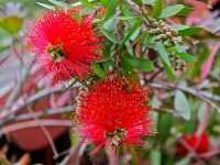 Καλλιστήμων ο Κίτρινος (Callistemon Citrinus), NEILMUIR1