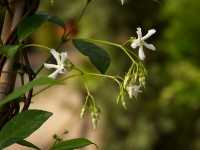 Ρυγχόσπερμα το Ιασμοειδές (Rhynchospermum Jasminoides), Hagens W.