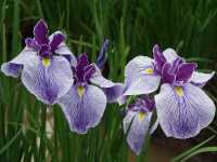 Ίρις η Γερμανική (Iris Germanica)
