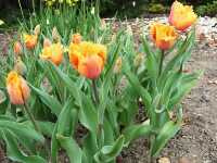 Τουλίπα η Υβρίδιος (Tulipa Hybrida), Antusek I.