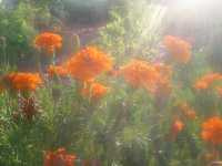 Ταγέτης ο Όρθιος (Tagetes Erecta), Luke