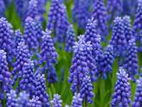 Μουσκάρι το Αρμενικό (Muscari Armeniacum)