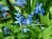 Σκίλλα η Σιβηρική (Scilla Siberica)