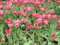 Τουλίπα η Υβρίδιος (Tulipa Hybrida), AnnaSartin