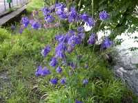 Ακουιλέγκια η Κοινή (Aquilegia Vulgaris), Cipripedium