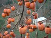 Διόσπυρος ο Κακί (Diospyros Kaki), Karduelis