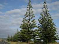 Αρωκάρια η Ετερόφυλλη (Araucaria Heterophylla), Kahuroa