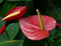 Ανθούριο το Σχερζιανό (Anthurium Scherzerianum), Hans