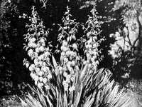 Γιούκα η Ένδοξη (Yucca Gloriosa)