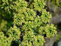 Πετροσέλινον το Ούλον (Petroselinum Crispum), Michels L.