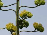 Αγαύη η Αμερικανική (Agave Americana), Rotational