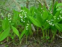 Κονβαλάρια η Μαγιάτικη (Convallaria Majalis), Michels L.