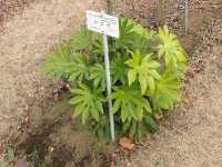 Αράλια η Ιαπωνική (Fatsia Japonica), Daderot