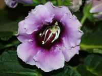 Γκλοξίνια η Υβρίδια (Gloxinia Hybrida)