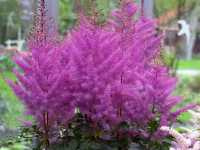 Αστίλβη η Υβρίδια (Astilbe Hybrida)