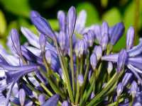 Αγάπανθος ο Αφρικανικός (Agapanthus Africanus)