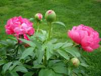 Παιωνία η Λευκανθής (Paeonia Albiflora), Mikul B.