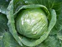 Κράμβη η Λαχανώδης (Brassica Oleracea), farmerdill