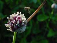 Άλλιον το Σκόρδο (Allium Sativum), Michels L.