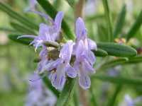 Δενδρολίβανο το Φαρμακευτικό (Rosmarinus Officinalis), Michels L.