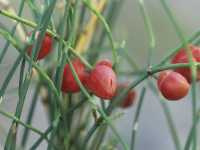 Εφέδρα η Καμπυλόπους (Ephedra Campylopoda)