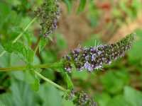 Ηδύοσμος ο Πιπερώδης (Mentha Piperita), Michels L.