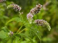 Ηδύοσμος ο Σταχυώδης (Mentha Spicata), Kozák M.