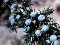 Άρκευθος η Κοινή (Juniperus Communis)