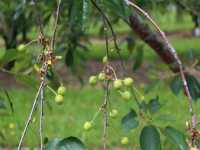 Κέρασος η Οξύχυμος (Prunus Cerasus)