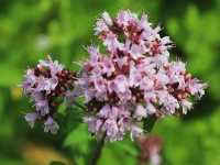 Ρίγανη η Κοινή (Origanum Vulgare), Karelj