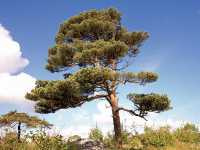 Πεύκη η Κοινή (Pinus Sylvestris), Coilin