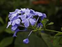 Πλουμπάγκο το Ωτοειδές (Plumbago Auriculata), Spaedtke J.