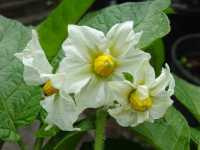 Σολανό το Κονδυλόρριζο (Solanum Tuberosum), Robertduval14