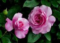 Ρόδη η Εκατόφυλλη (Rosa Centifolia)