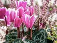 Κυκλάμινο το Περσικό (Cyclamen Persicum), suju