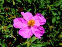 Κίστος ο Εριώδης (Cistus Incanus), Ωρίωνας Μ